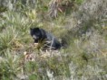/album/fotogaleria/oso-ojo-de-anteojos-paramo-del-sol-jpg/